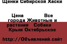 Щенки Сибирской Хаски › Цена ­ 20 000 - Все города Животные и растения » Собаки   . Крым,Октябрьское